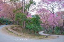 ซากุระเมืองไทยพญาเสือโคร่ง